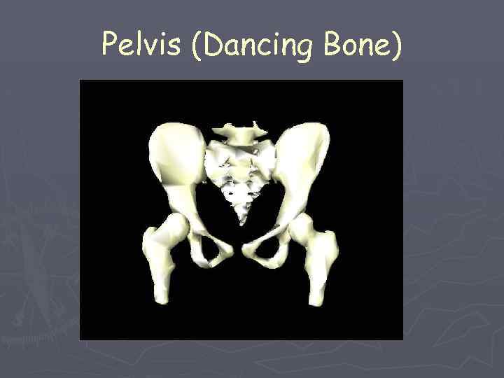 Pelvis (Dancing Bone) 