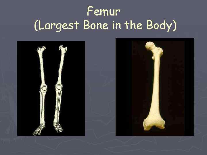 Femur (Largest Bone in the Body) 