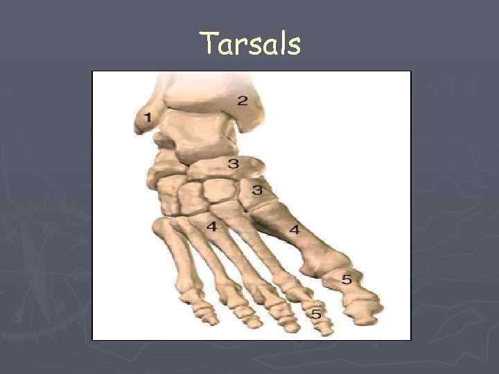 Tarsals 