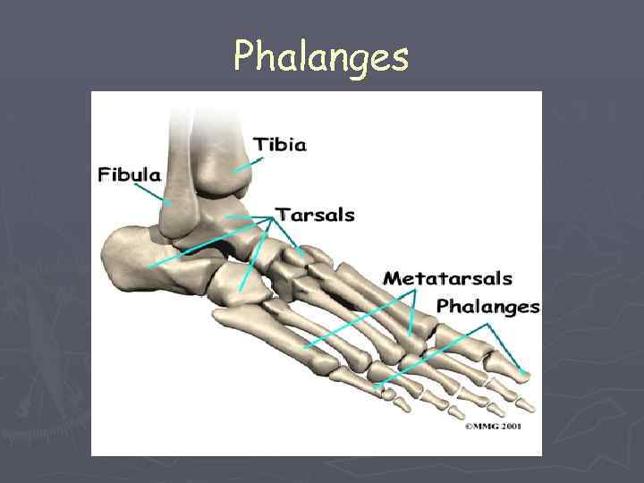 Phalanges 