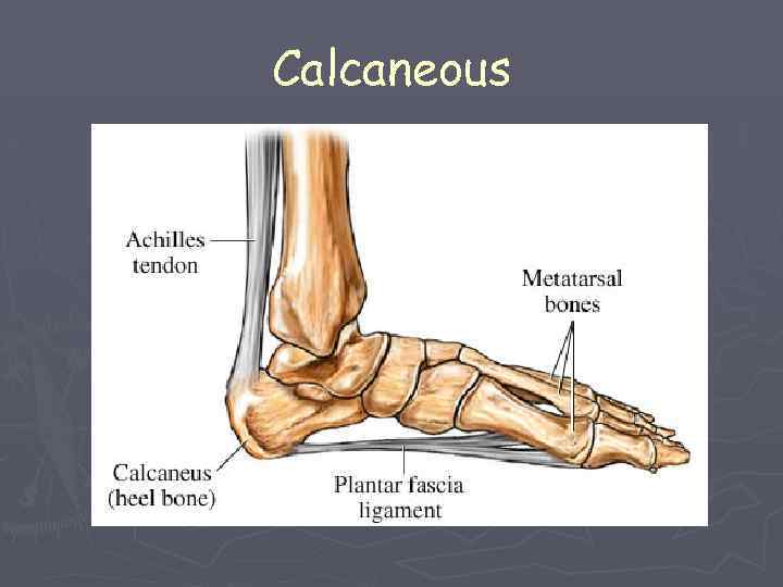 Calcaneous 