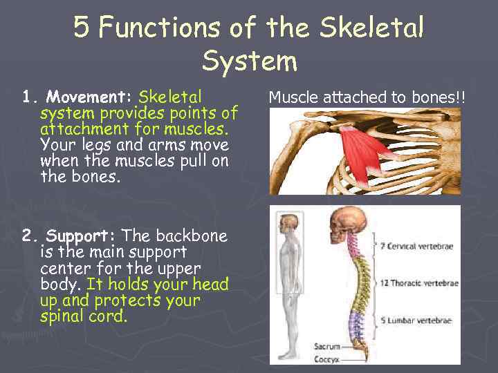 5 Functions of the Skeletal System 1. Movement: Skeletal system provides points of attachment