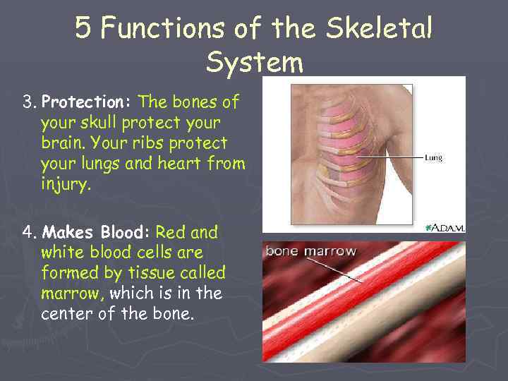 5 Functions of the Skeletal System 3. Protection: The bones of your skull protect