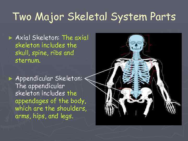 Two Major Skeletal System Parts ► Axial Skeleton: The axial skeleton includes the skull,