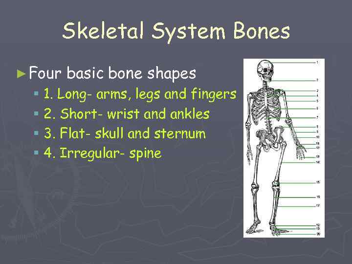 Skeletal System Bones ► Four basic bone shapes § 1. Long- arms, legs and