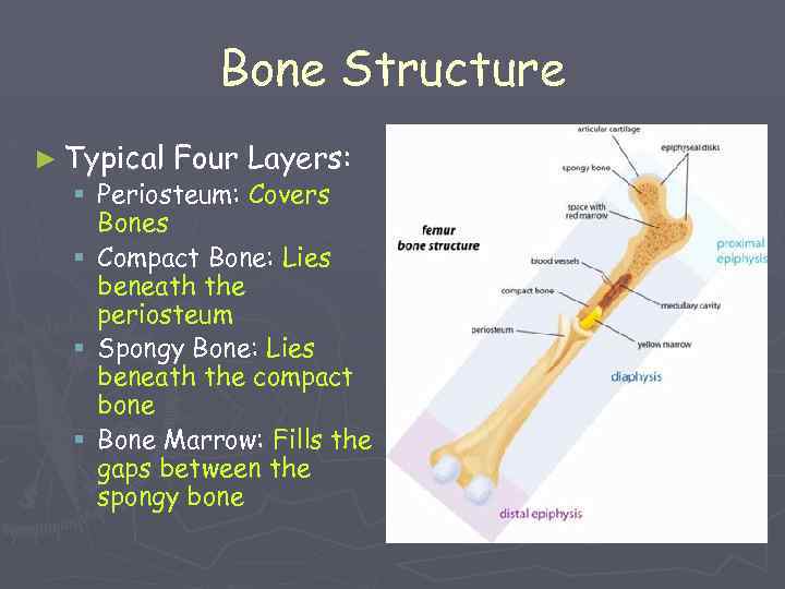 Bone Structure ► Typical Four Layers: § Periosteum: Covers Bones § Compact Bone: Lies