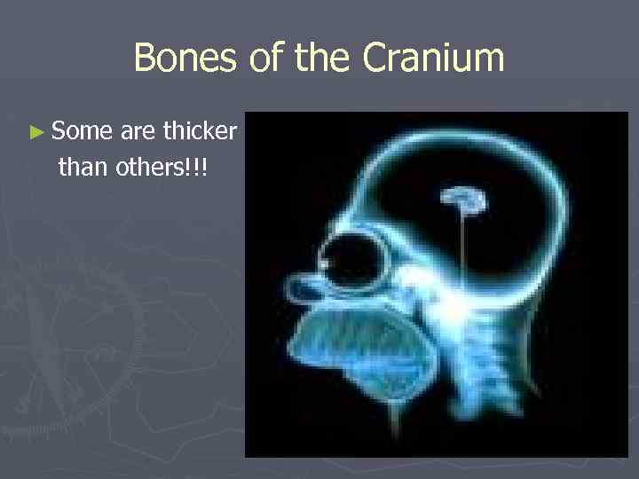 Bones of the Cranium ► Some are thicker than others!!! 