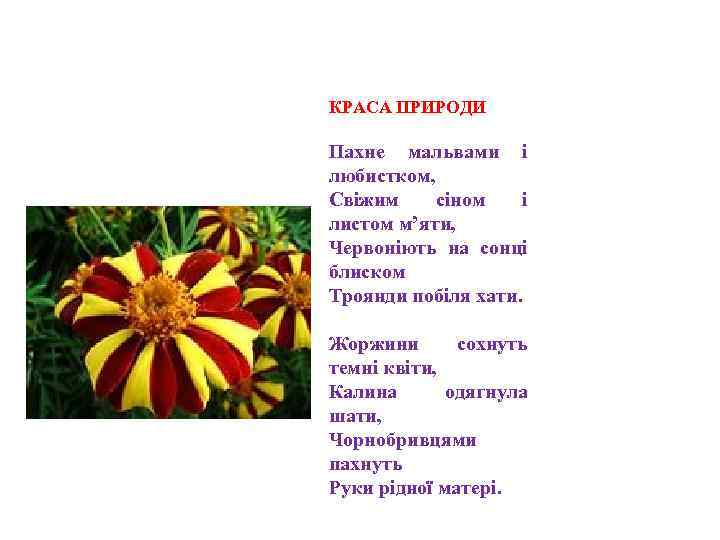 КРАСА ПРИРОДИ Пахне мальвами і любистком, Свіжим сіном і листом м’яти, Червоніють на сонці