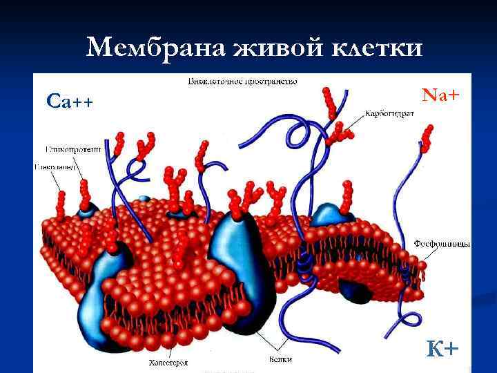 Мембрана живой клетки Са++ Na+ К+ 9 