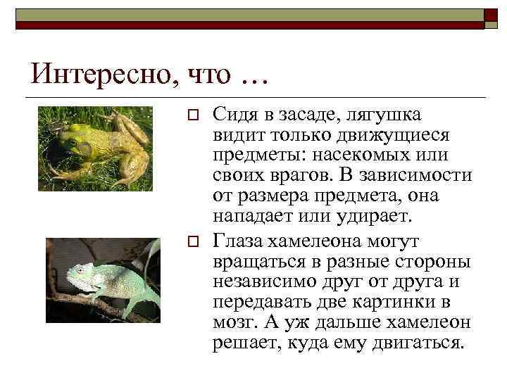 Интересно, что … o o Сидя в засаде, лягушка видит только движущиеся предметы: насекомых