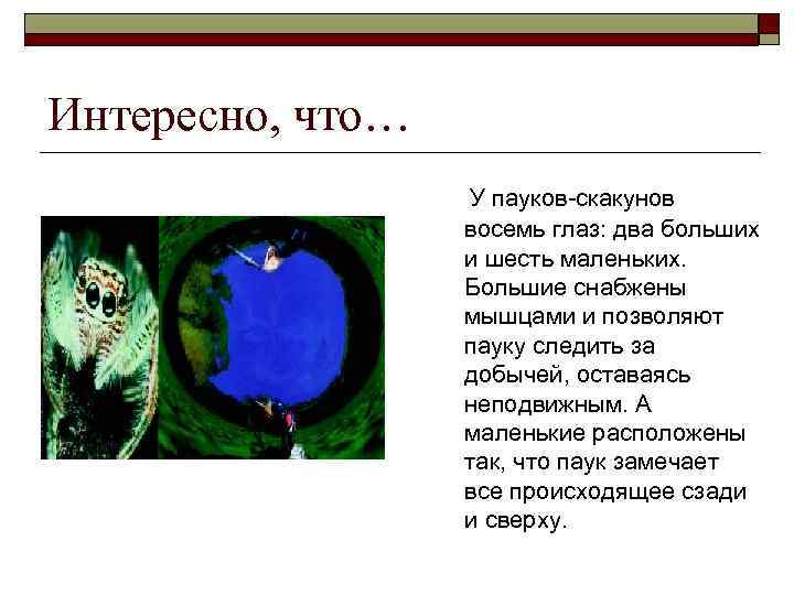 Интересно, что… У пауков-скакунов восемь глаз: два больших и шесть маленьких. Большие снабжены мышцами