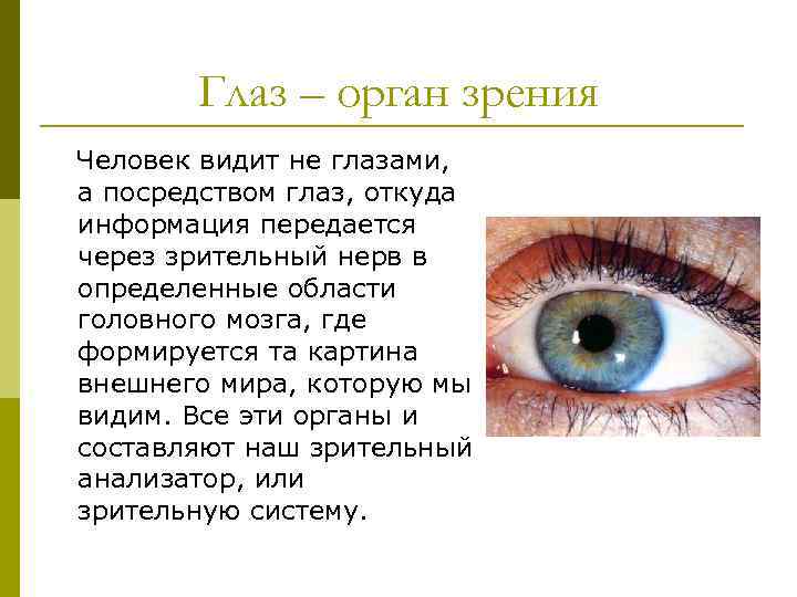 Глаз – орган зрения Человек видит не глазами, а посредством глаз, откуда информация передается