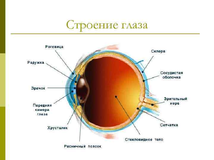 Строение глаза 