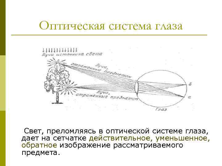 Оптическая система глаза Свет, преломляясь в оптической системе глаза, дает на сетчатке действительное, уменьшенное,