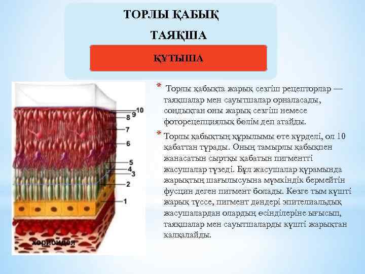 ТОРЛЫ ҚАБЫҚ ТАЯҚША ҚҰТЫША * Торлы қабықта жарық сезгіш рецепторлар — таяқшалар мен сауытшалар