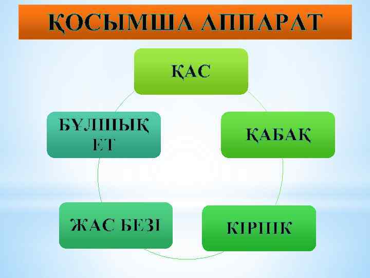 ҚОСЫМША АППАРАТ ҚАС БҰЛШЫҚ ЕТ ЖАС БЕЗІ ҚАБАҚ КІРПІК 