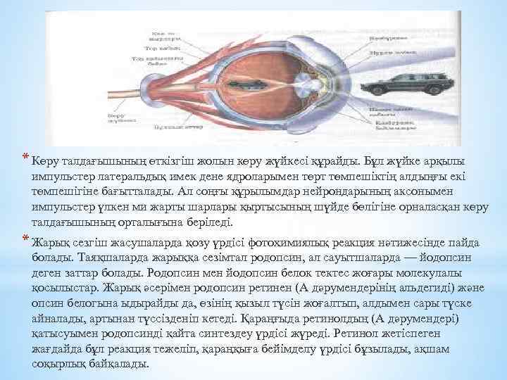 * Көру талдағышының өткізгіш жолын көру жүйкесі құрайды. Бұл жүйке арқылы импульстер латеральдық имек