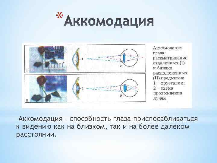 * Аккомодация – способность глаза приспосабливаться к видению как на близком, так и на