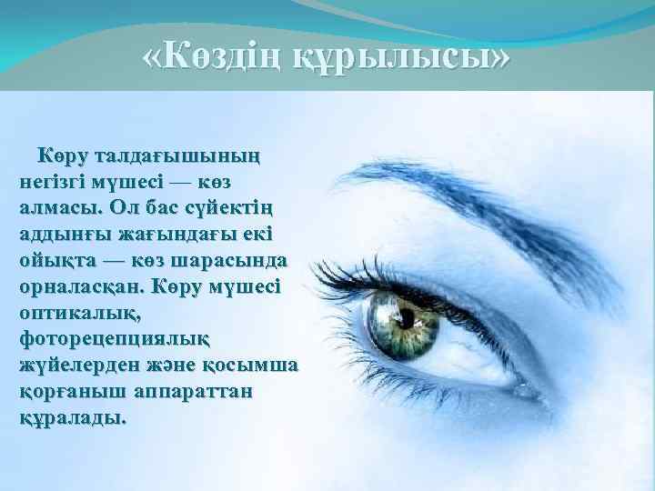  «Көздің құрылысы» Көру талдағышының негізгі мүшесі — көз алмасы. Ол бас сүйектің аддынғы