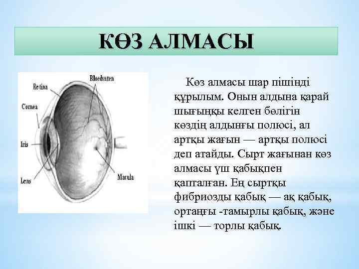 КӨЗ АЛМАСЫ Көз алмасы шар пішінді құрылым. Онын алдына қарай шығыңқы келген бөлігін көздің