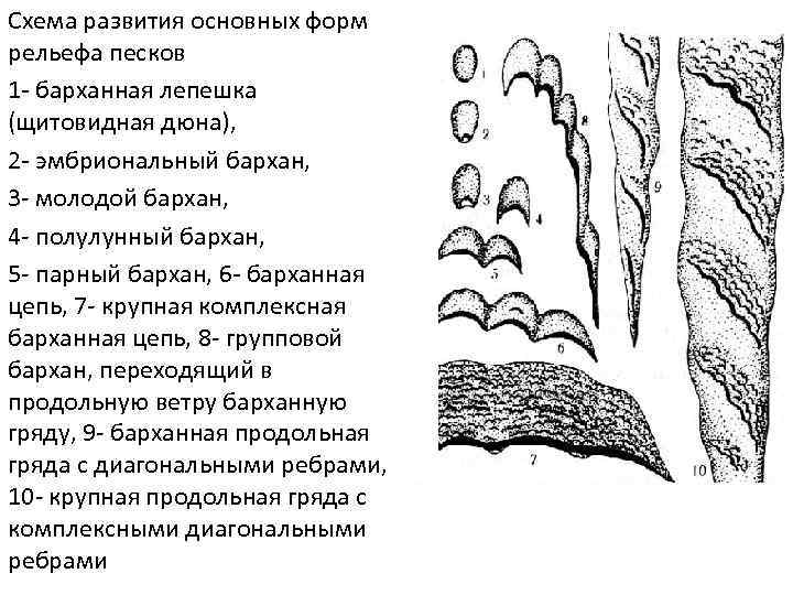 Схема развития основных форм рельефа песков 1 - барханная лепешка (щитовидная дюна), 2 -