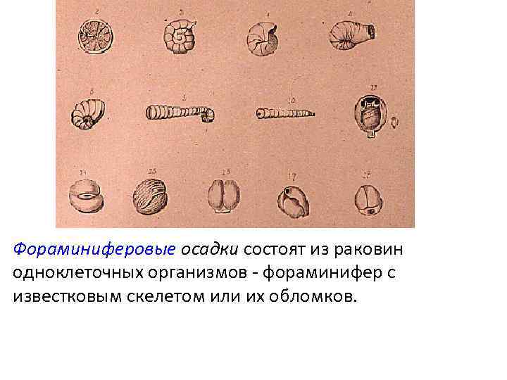 Фораминиферовые осадки состоят из раковин одноклеточных организмов - фораминифер с известковым скелетом или их