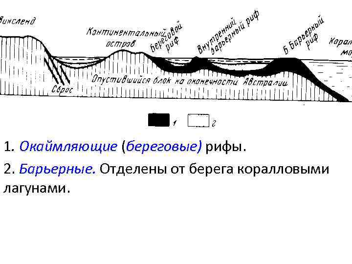 1. Окаймляющие (береговые) рифы. 2. Барьерные. Отделены от берега коралловыми лагунами. 