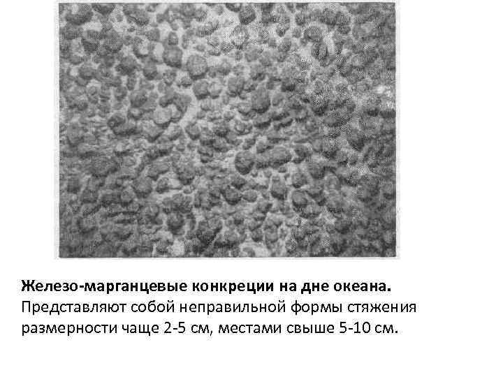 Железо-марганцевые конкреции на дне океана. Представляют собой неправильной формы стяжения размерности чаще 2 -5