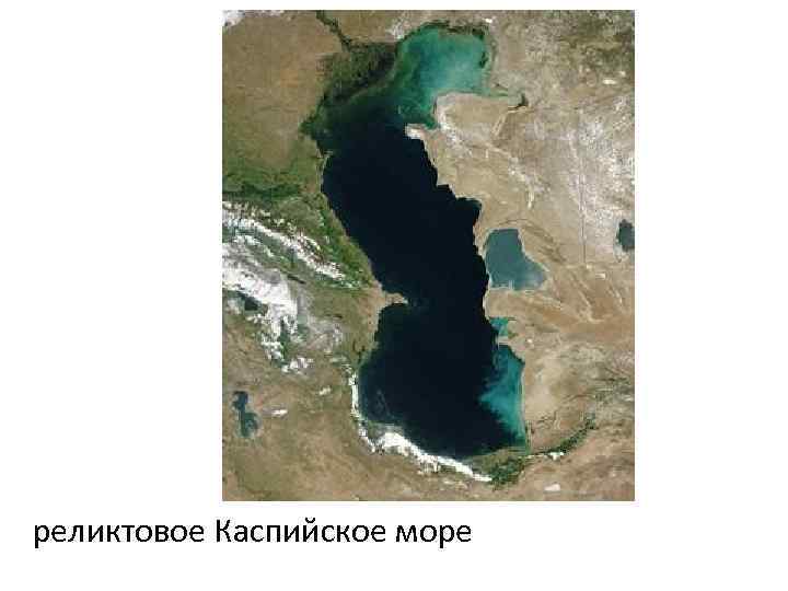 реликтовое Каспийское море 