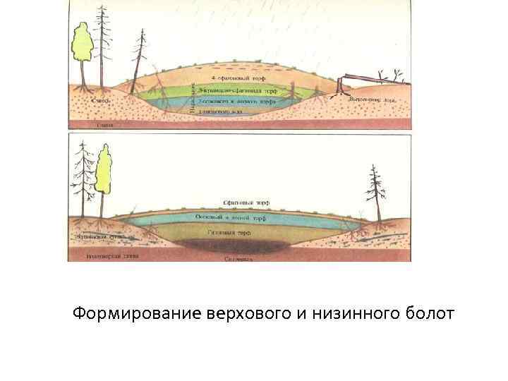 Питание верховых болот. Верховые болота строение. Низинные верховые и переходные болота. Схема образования болот.