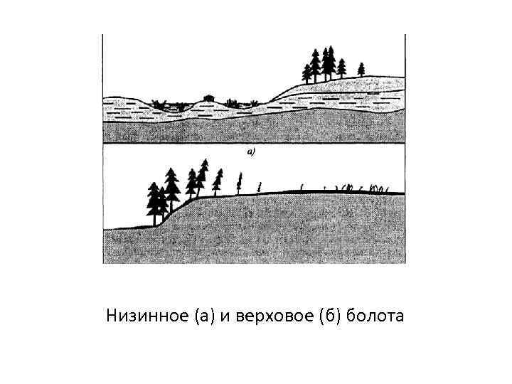 Низинное (а) и верховое (б) болота 