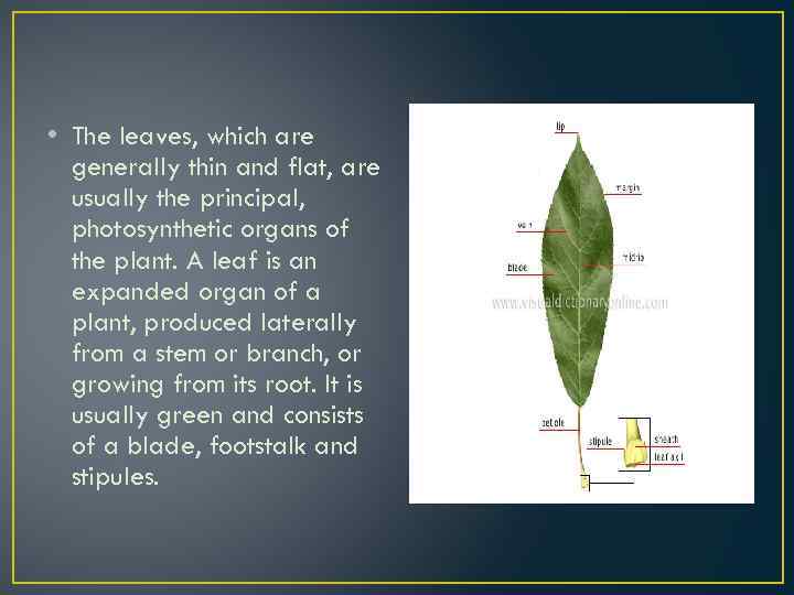  • The leaves, which are generally thin and flat, are usually the principal,