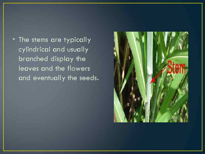  • The stems are typically cylindrical and usually branched display the leaves and
