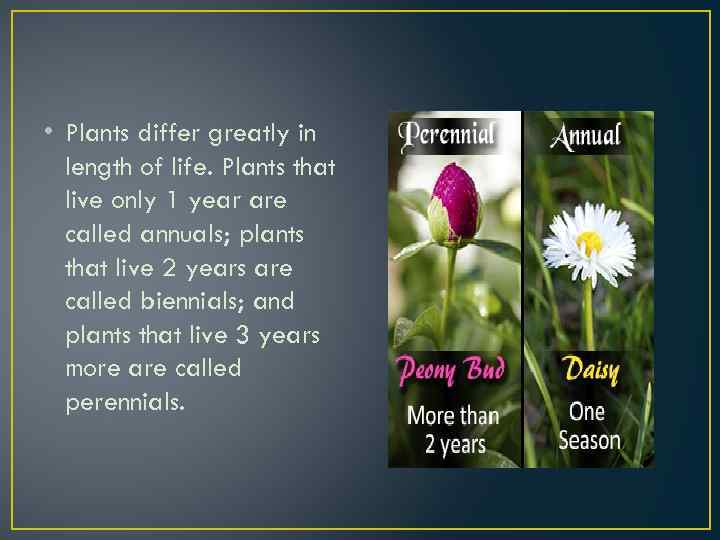  • Plants differ greatly in length of life. Plants that live only 1
