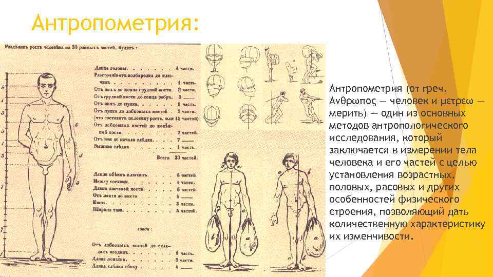 Схема структура антропометрии