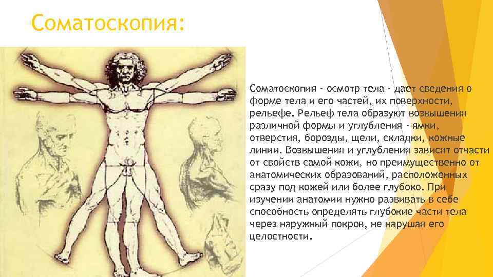 Соматоскопия: Соматоскопия - осмотр тела - дает сведения о форме тела и его частей,