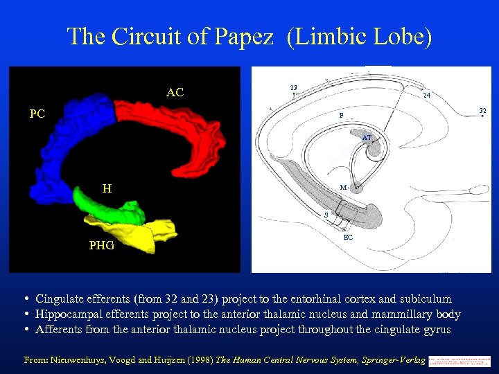 The Circuit of Papez (Limbic Lobe) AC 23 24 PC 32 F AT Picture