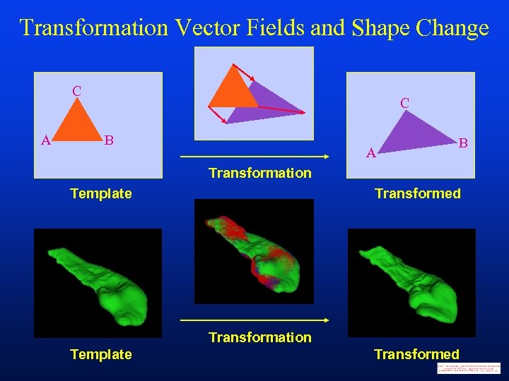 Transformation Vector Fields and Shape Change C A C B A B Transformation Template