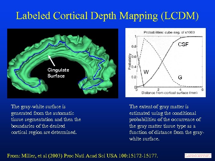 Labeled Cortical Depth Mapping (LCDM) CSF Cingulate Surface The gray-white surface is generated from