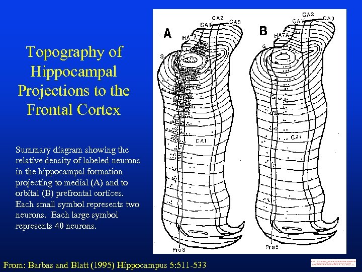 Topography of Hippocampal Projections to the Frontal Cortex Summary diagram showing the relative density