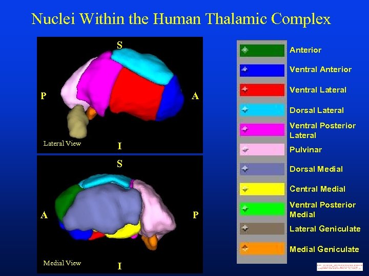 Nuclei Within the Human Thalamic Complex S Anterior Ventral Anterior P A Ventral Lateral