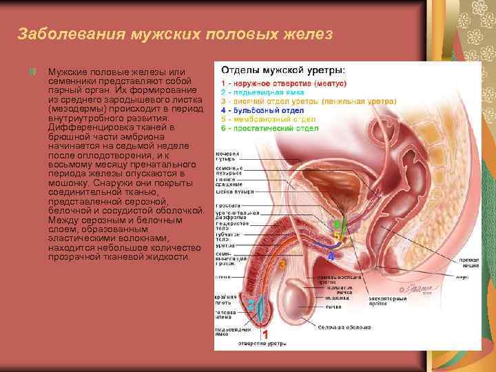 Железы мужских органов. Мужские половые железы. Заболевание мужских половых желёз. Патология мужских половых органов. Болезни мужского полового органа.