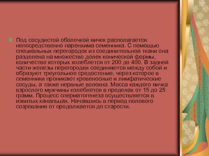 Под сосудистой оболочкой яичек располагается непосредственно паренхима семенника. С помощью специальных перегородок из соединительной