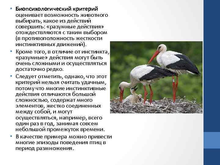  • Биопсихологический критерий оценивает возможность животного выбирать, какое из действий совершить: «разумные действия»