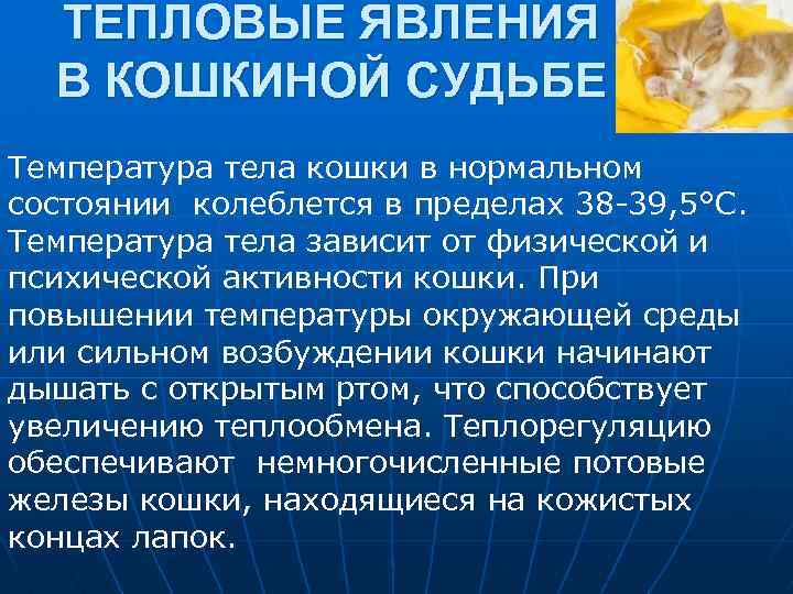 ТЕПЛОВЫЕ ЯВЛЕНИЯ В КОШКИНОЙ СУДЬБЕ Температура тела кошки в нормальном состоянии колеблется в пределах