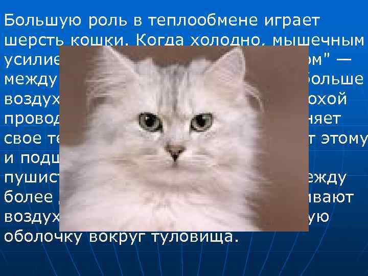 Большую роль в теплообмене играет шерсть кошки. Когда холодно, мышечным усилием шерсть "поднимается дыбом"