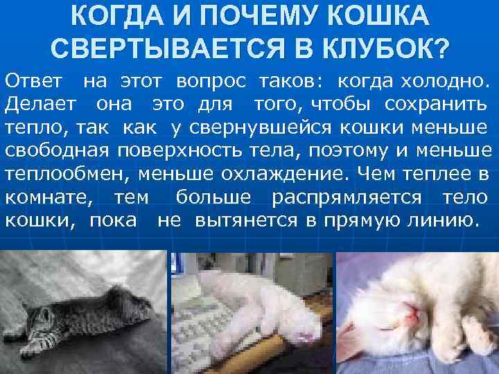 КОГДА И ПОЧЕМУ КОШКА СВЕРТЫВАЕТСЯ В КЛУБОК? Ответ на этот вопрос таков: когда холодно.