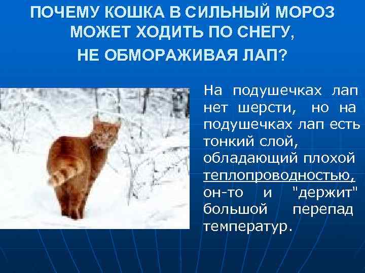 ПОЧЕМУ КОШКА В СИЛЬНЫЙ МОРОЗ МОЖЕТ ХОДИТЬ ПО СНЕГУ, НЕ ОБМОРАЖИВАЯ ЛАП? На подушечках