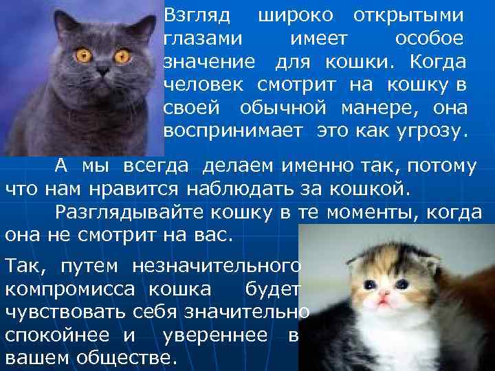 Взгляд широко открытыми глазами имеет особое значение для кошки. Когда человек смотрит на кошку