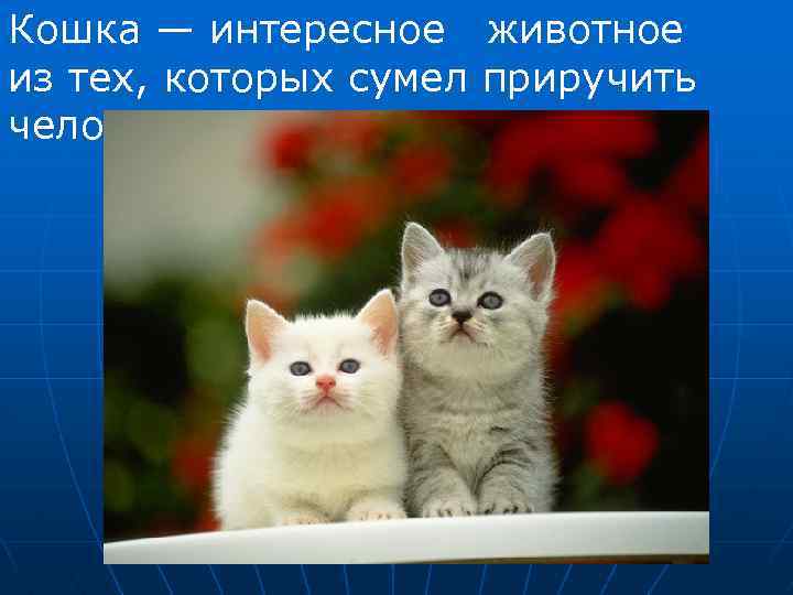 Кошка — интересное животное из тех, которых сумел приручить человек. 